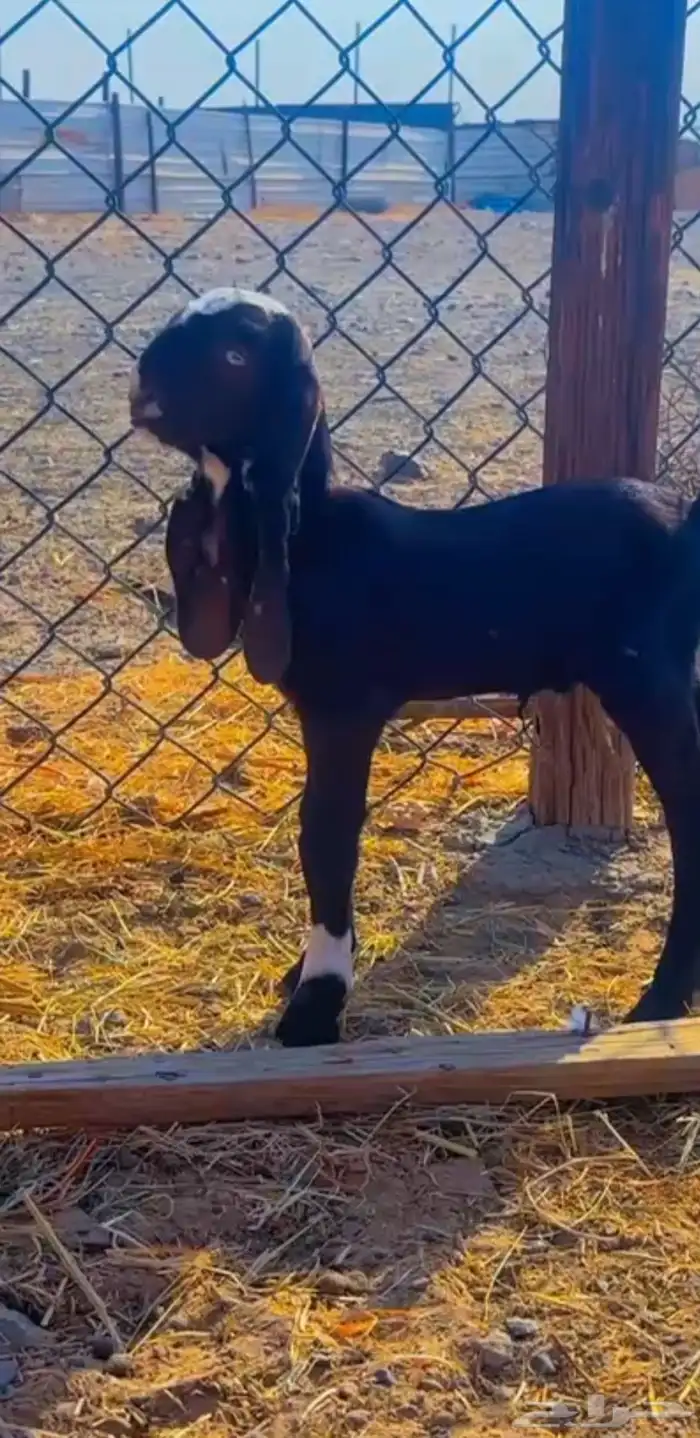 داغور تيس هندي ادهم 0