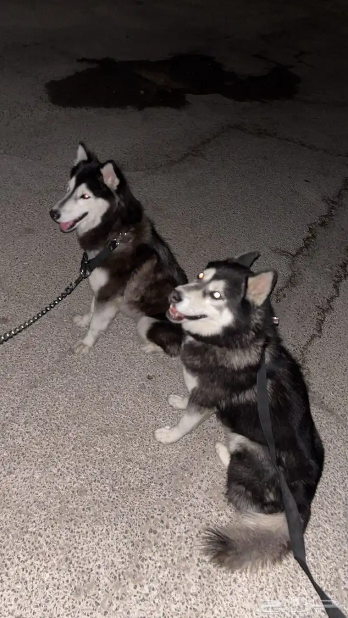 كلاب هاسكي   husky dog 1