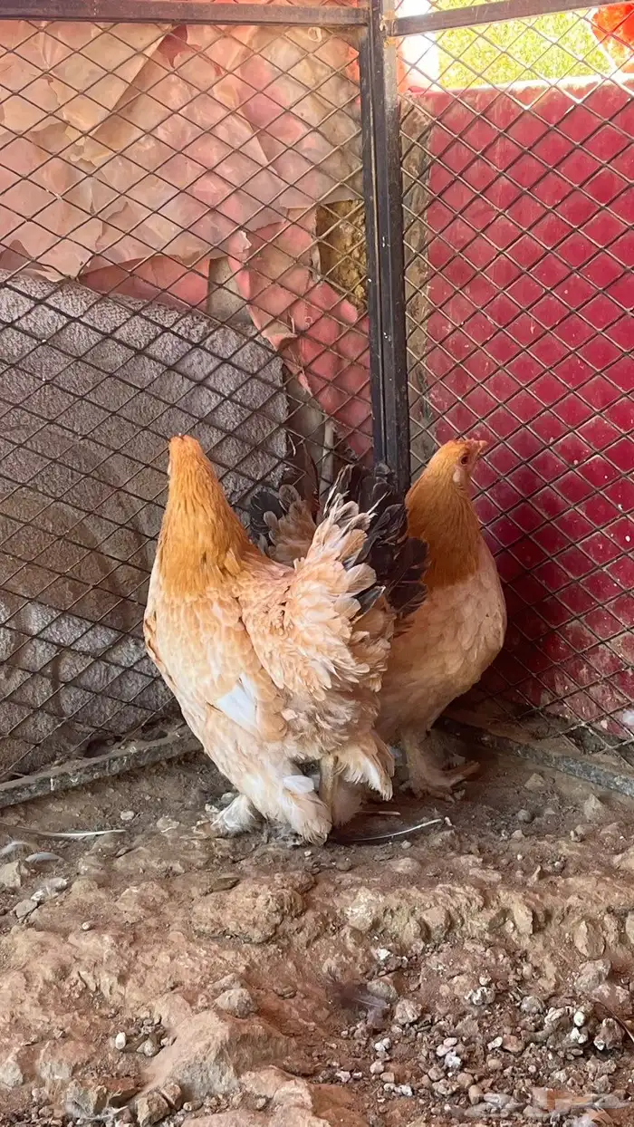 دجاج براهما 2