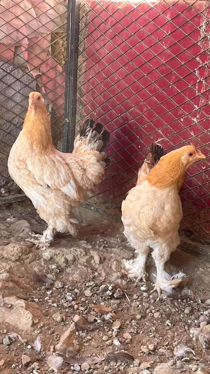 دجاج براهما 4