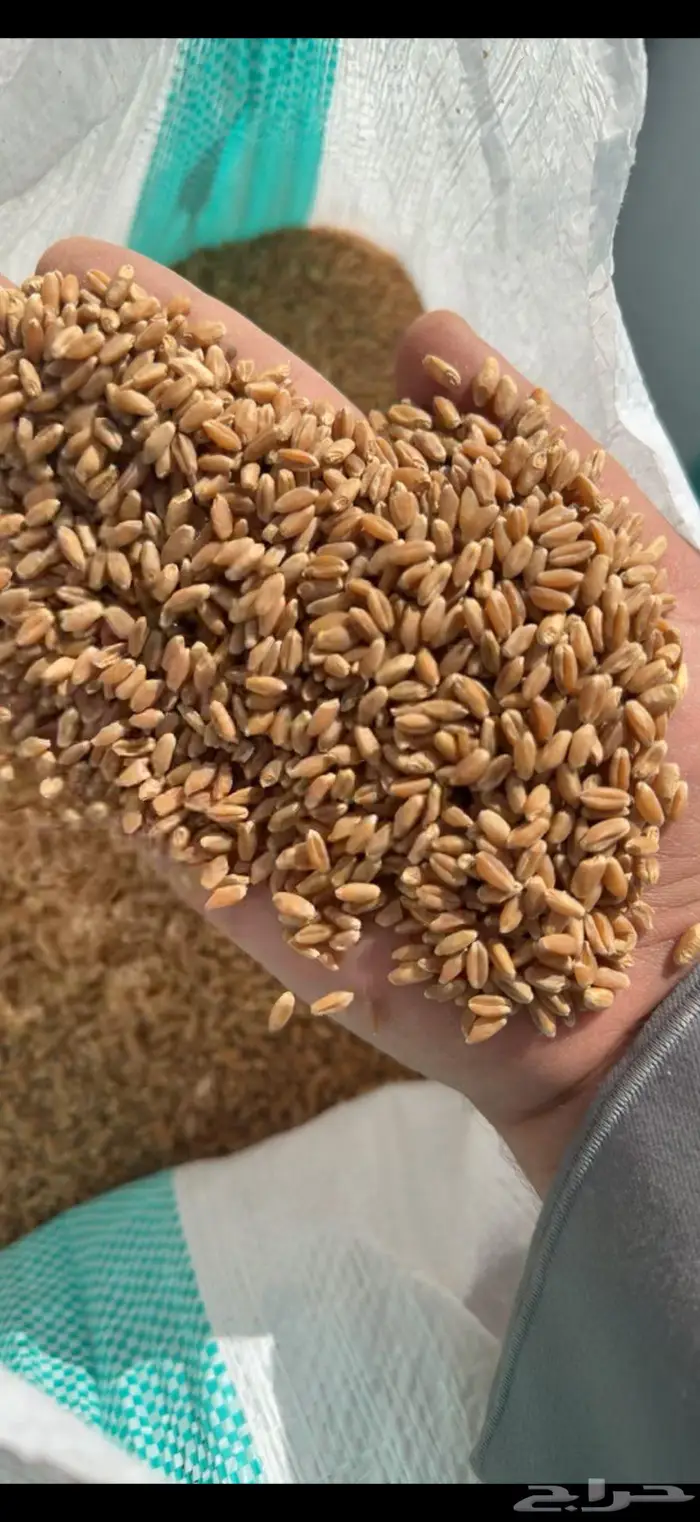قمح الجوف 3