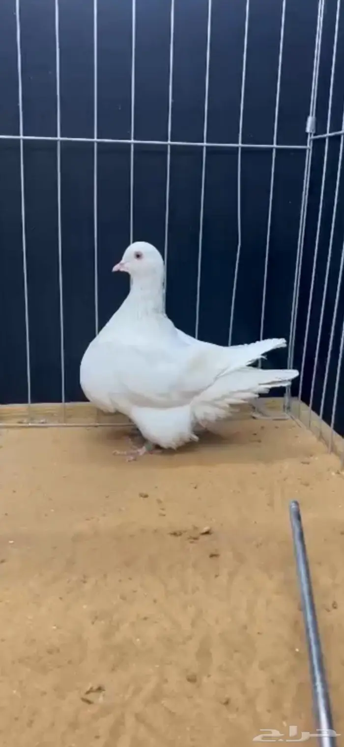 انثى فرش لمون 0