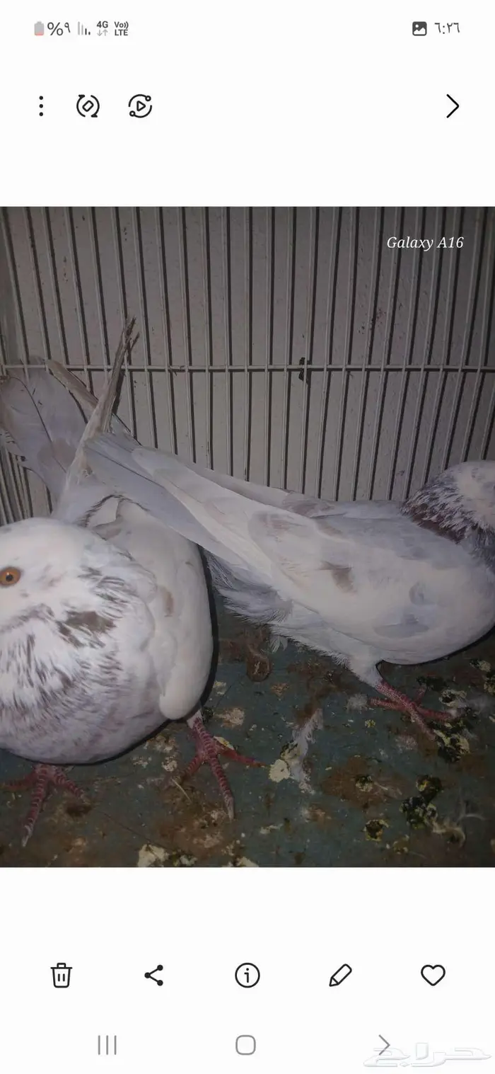 جوز جلبي منتج قبل كذا عندي على السوم 0