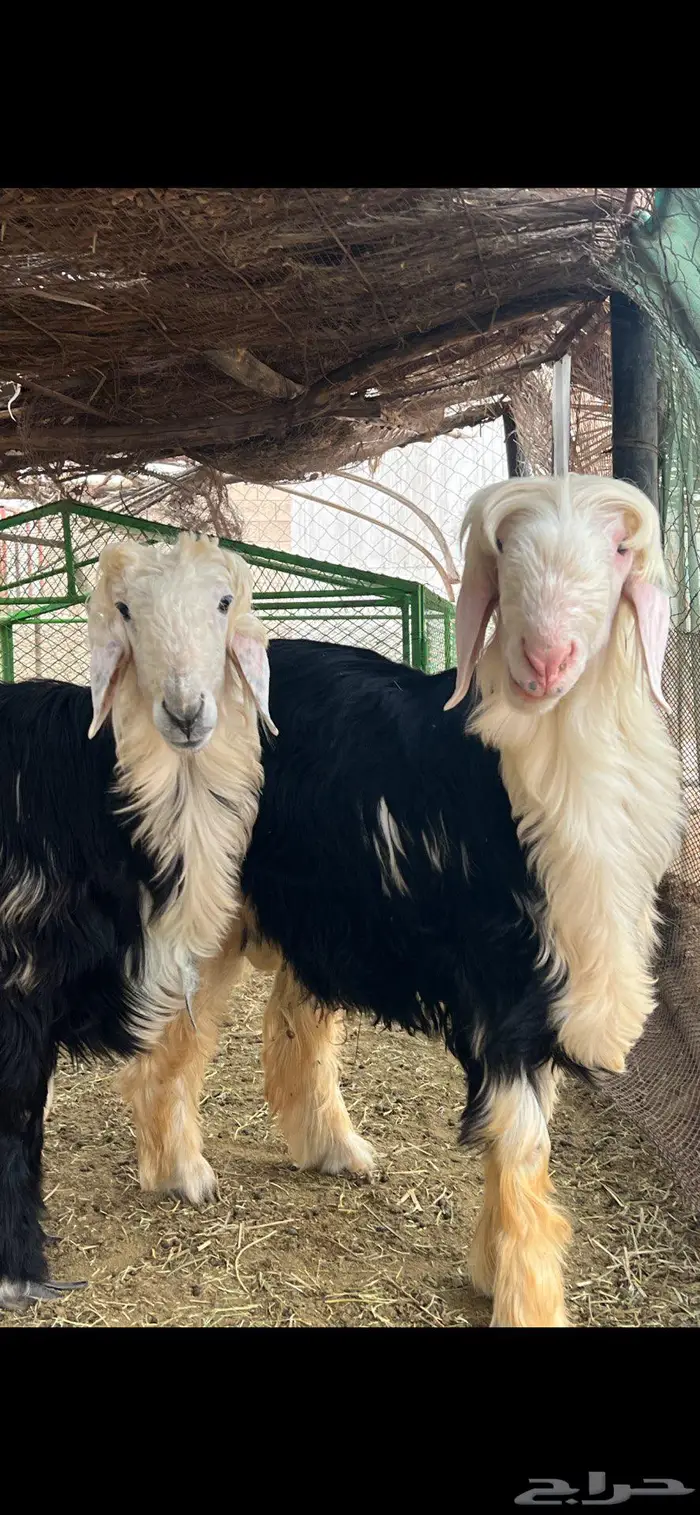 طليان جذعان 2