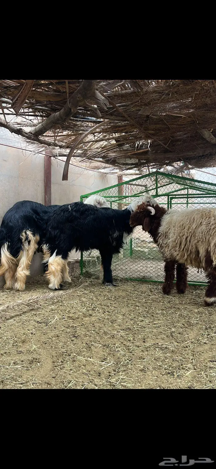 طليان جذعان 0