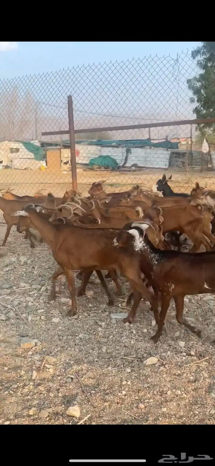 معزا دهم حمر للبيع عدد (25) راس من 285 1