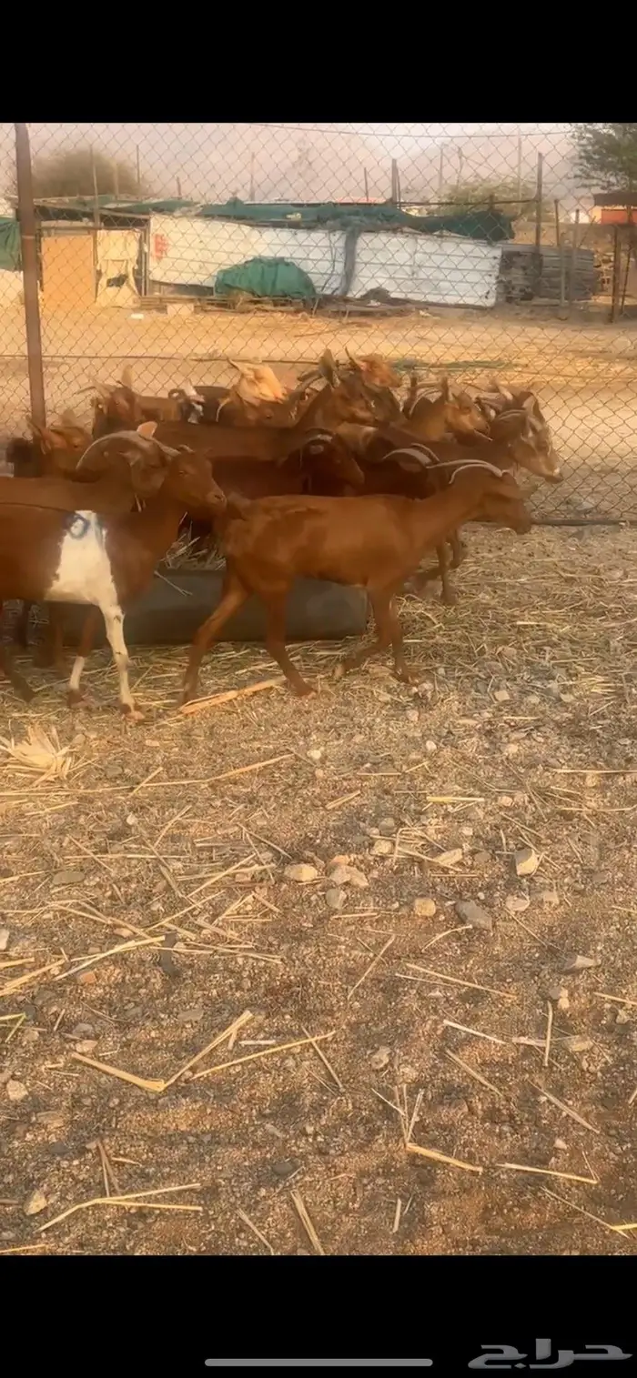 معزا دهم حمر للبيع عدد (25) راس من 285 3