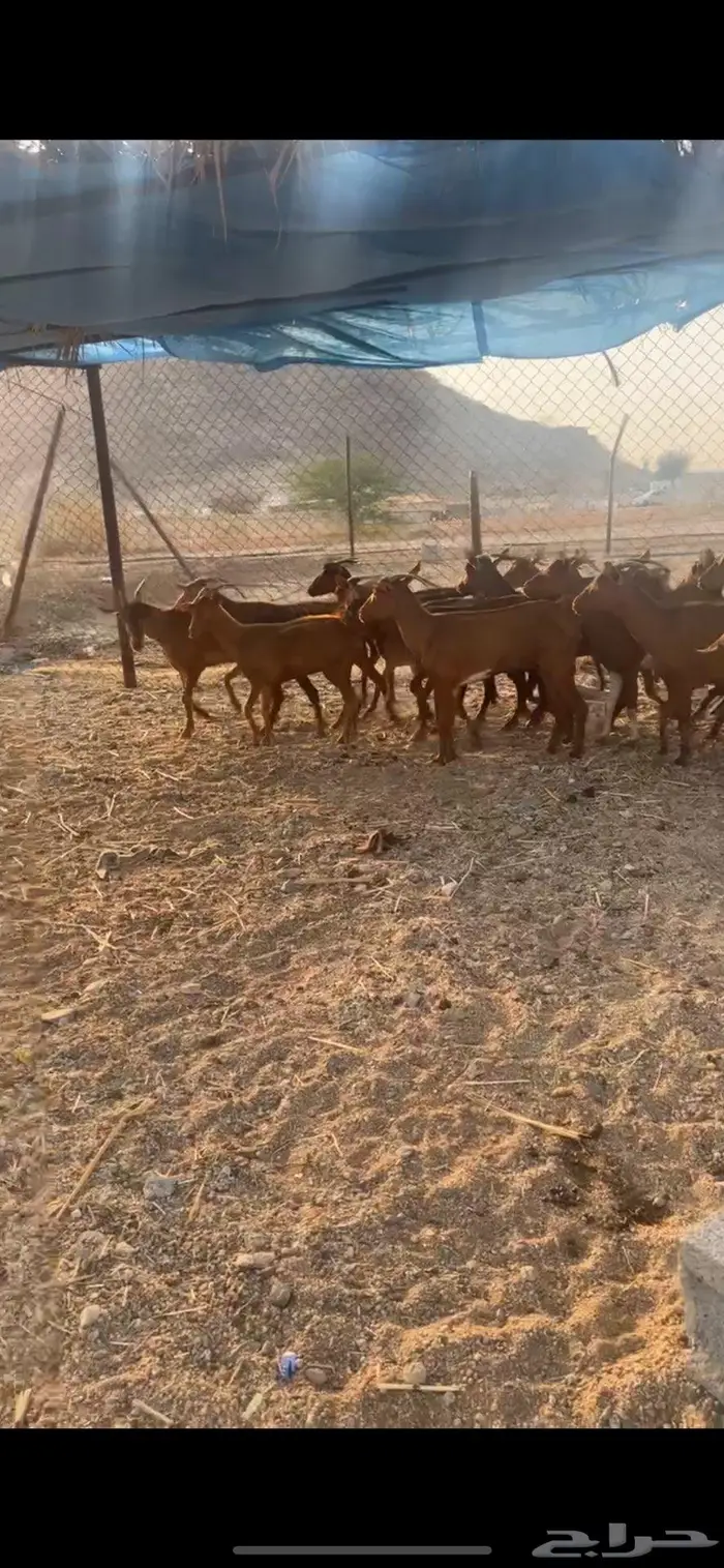 معزا دهم حمر للبيع عدد (25) راس من 285 2