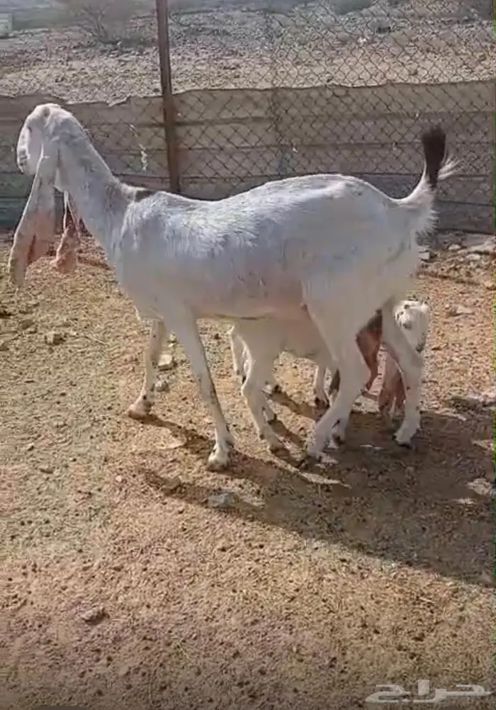 هولندية ماشاء الله تبارك الرحمن معها تيس وحفرة ذبائح 0