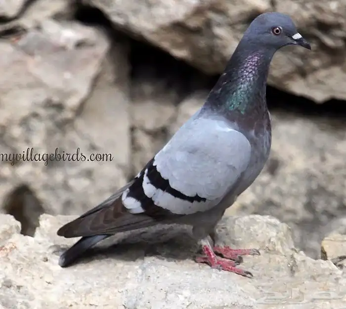 حمام سوادي 0