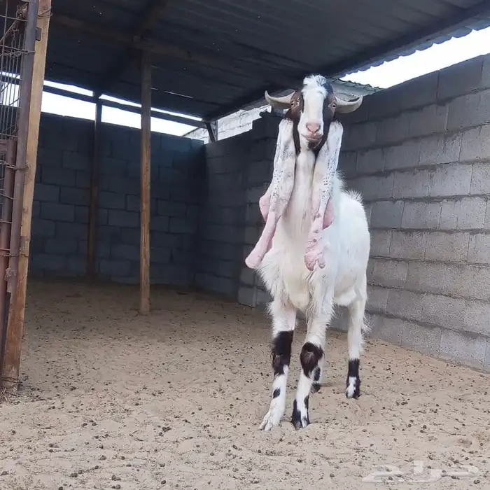 تيس هولندي فحل جرم مشروع خروف حري جبر 4