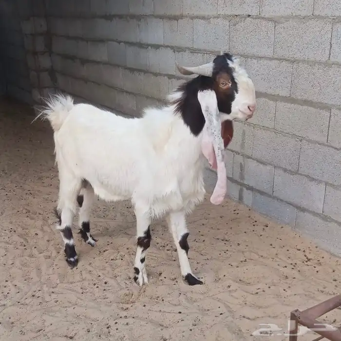 تيس هولندي فحل جرم مشروع خروف حري جبر 0