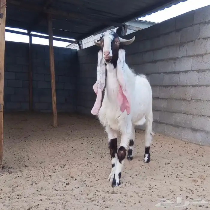 تيس هولندي فحل جرم مشروع خروف حري جبر 1