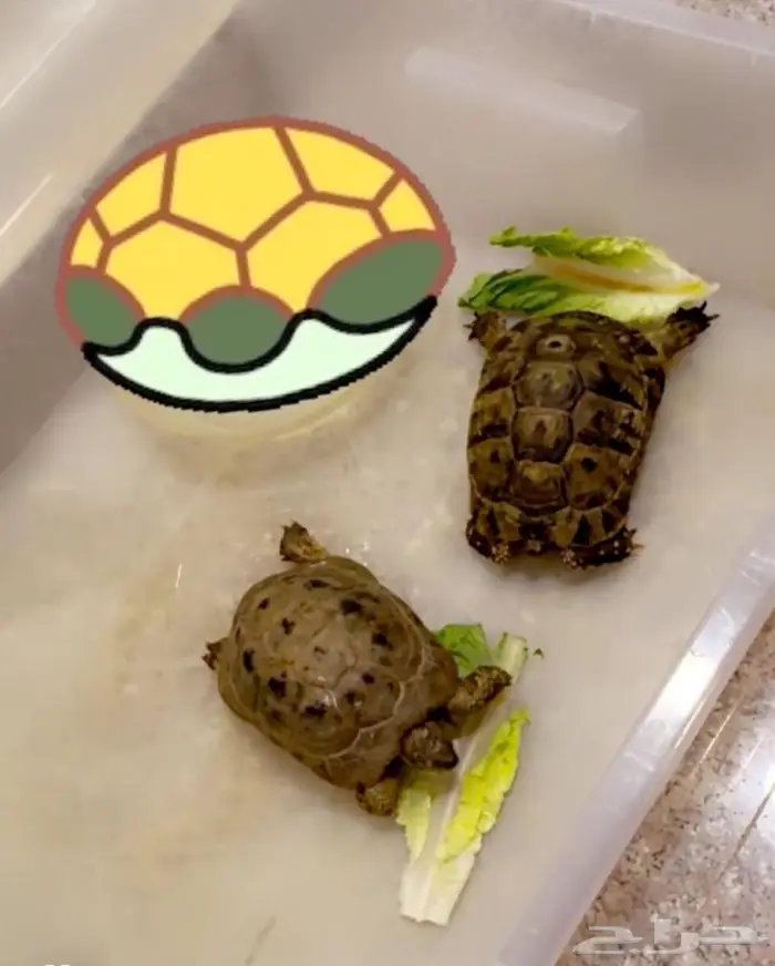 سلحفاه للبيع 1