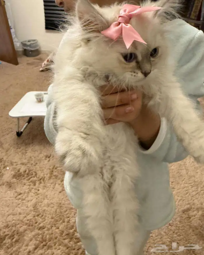 قطط للتبني 1