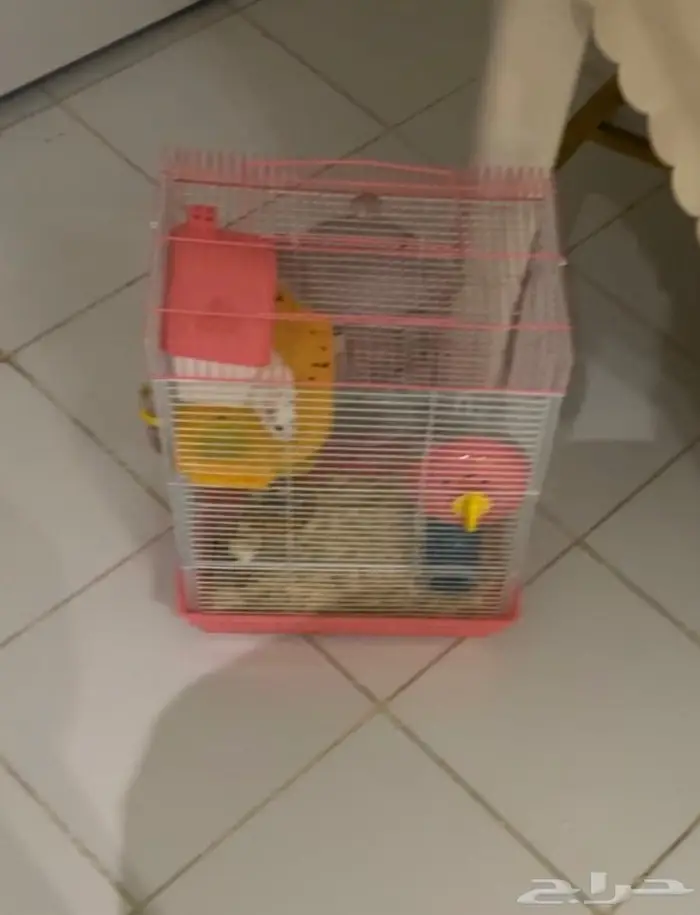 هامستر للبيع 2