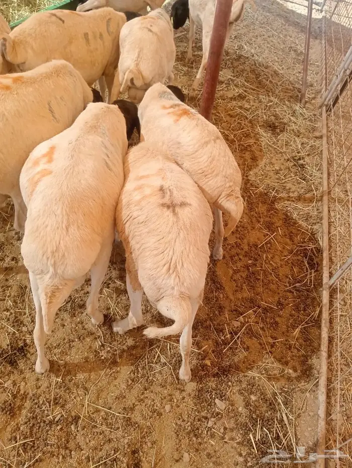 كميات محدودة  برابر نخب أول بالباحه جدعان تنيان 5