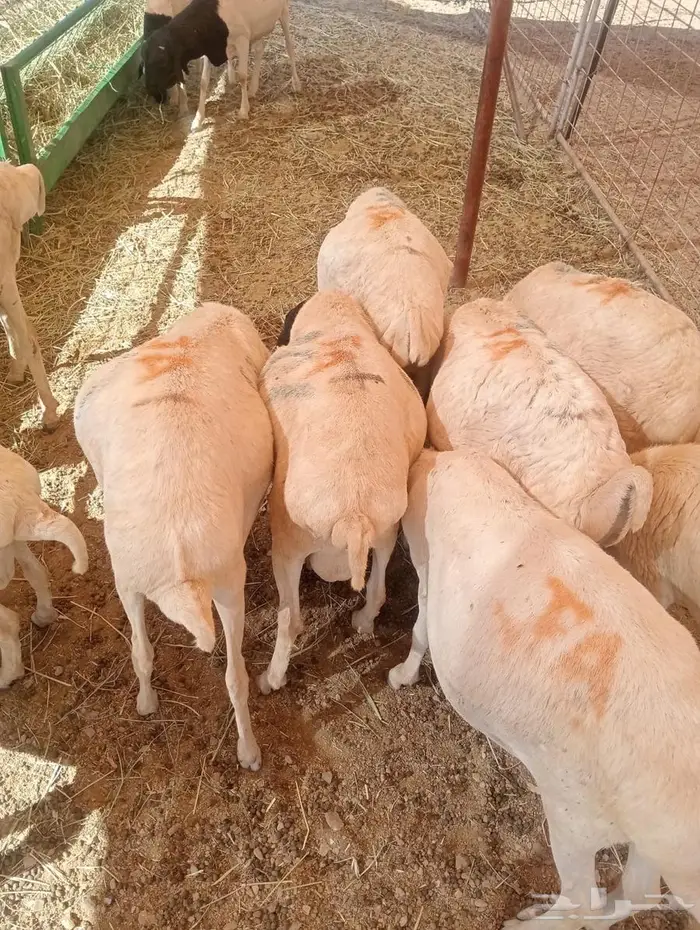 كميات محدودة  برابر نخب أول بالباحه جدعان تنيان 2