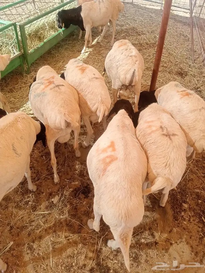 كميات محدودة  برابر نخب أول بالباحه جدعان تنيان 3