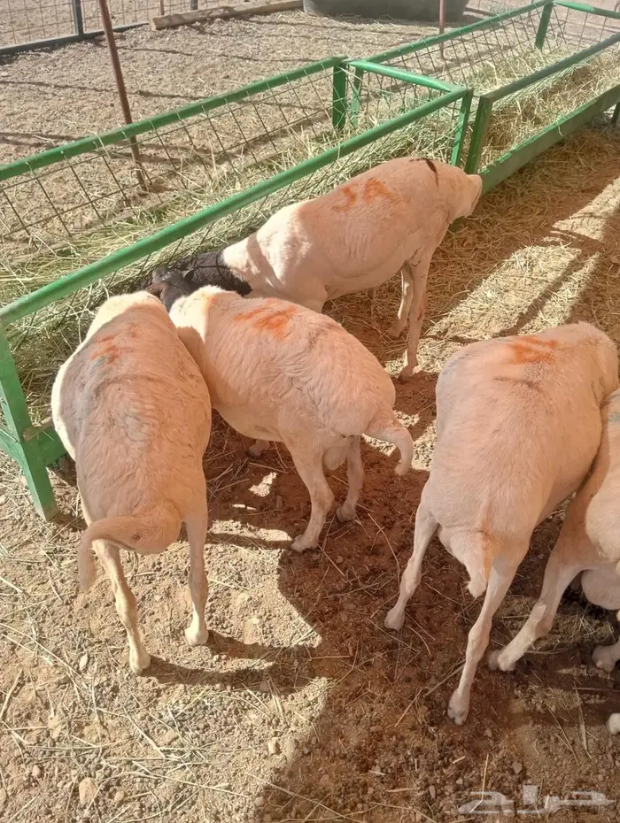 كميات محدودة  برابر نخب أول بالباحه جدعان تنيان 4