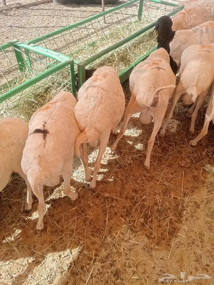 كميات محدودة  برابر نخب أول بالباحه جدعان تنيان 8