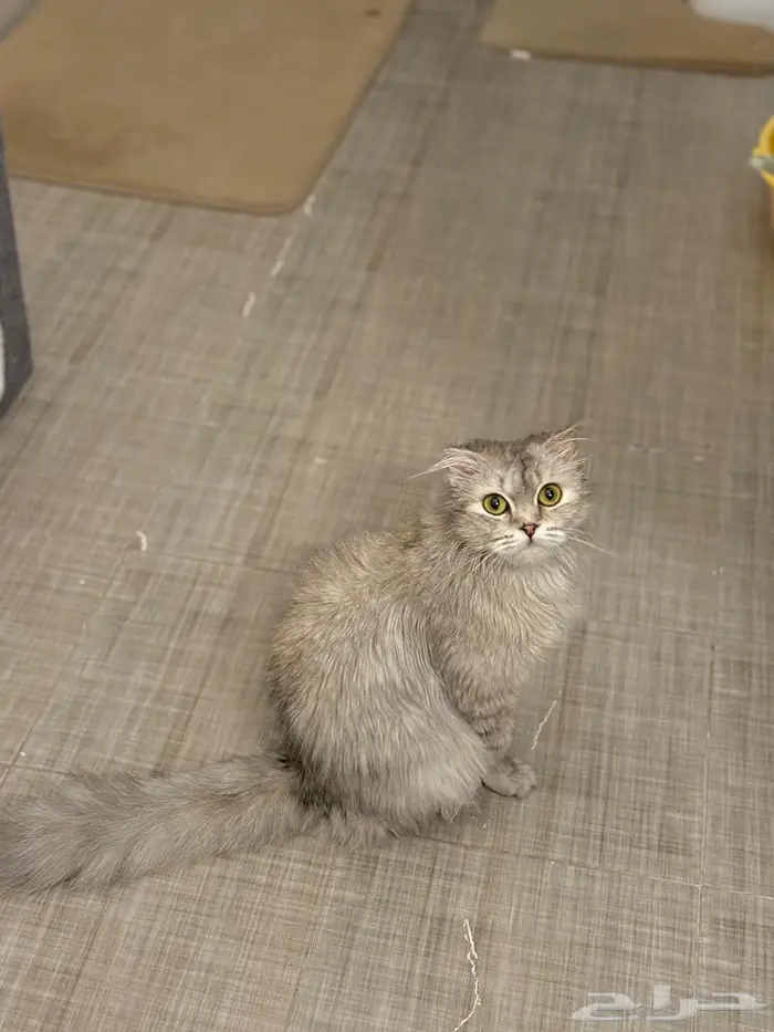 قطة سكوتش مع شيرازي 2