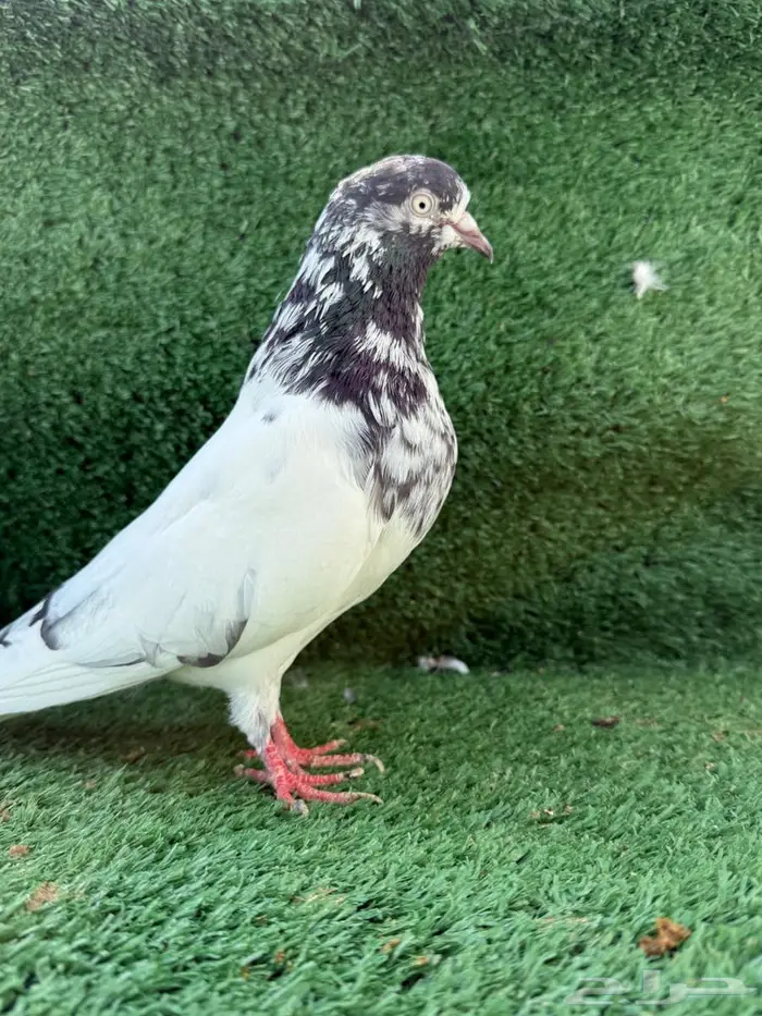 طبات باكستاني 1