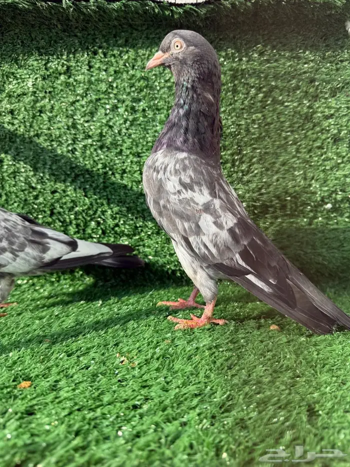 طبات باكستاني 4