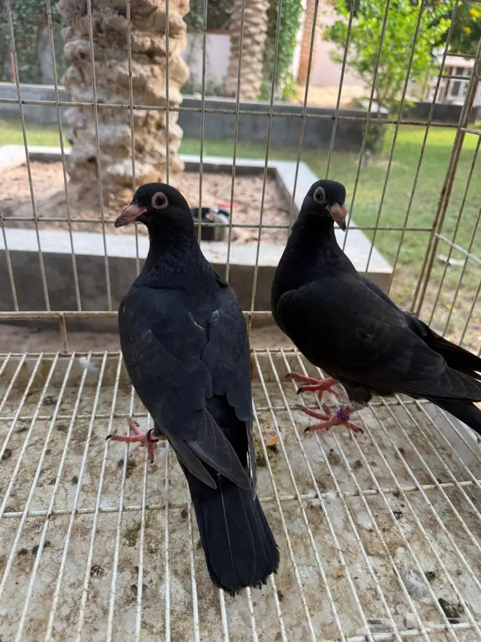 طبات حمام زاجل اسود للبيع 6