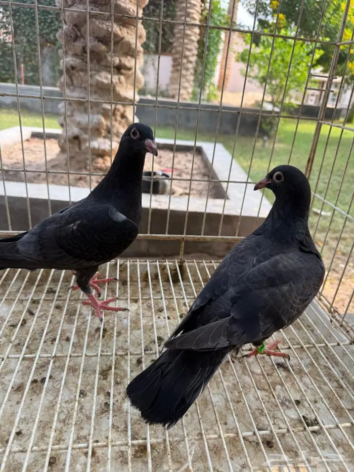 طبات حمام زاجل اسود للبيع 5