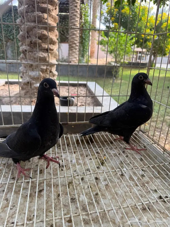 طبات حمام زاجل اسود للبيع 8