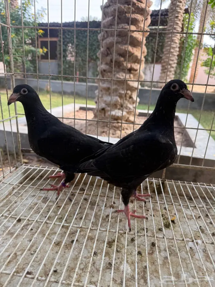 طبات حمام زاجل اسود للبيع 9