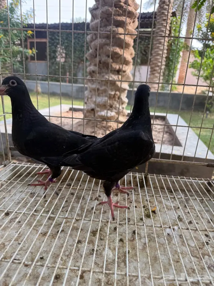 طبات حمام زاجل اسود للبيع 10