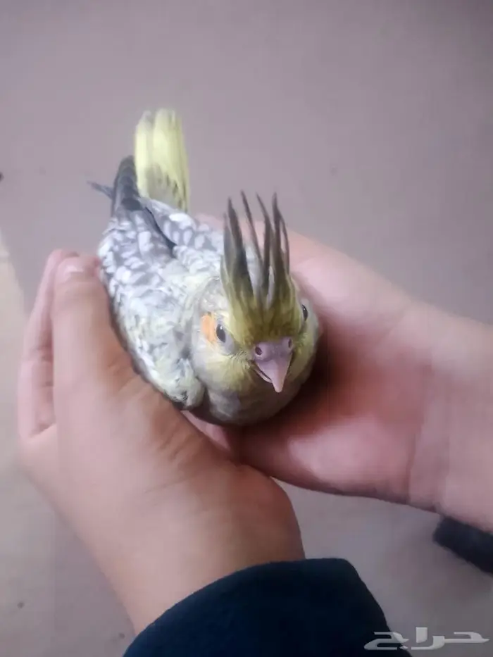 فرخ اليف ببغاء كروان 2