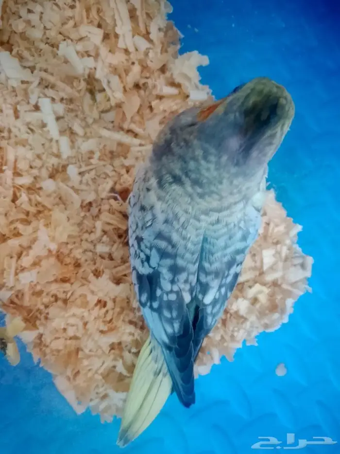 فرخ اليف ببغاء كروان 0