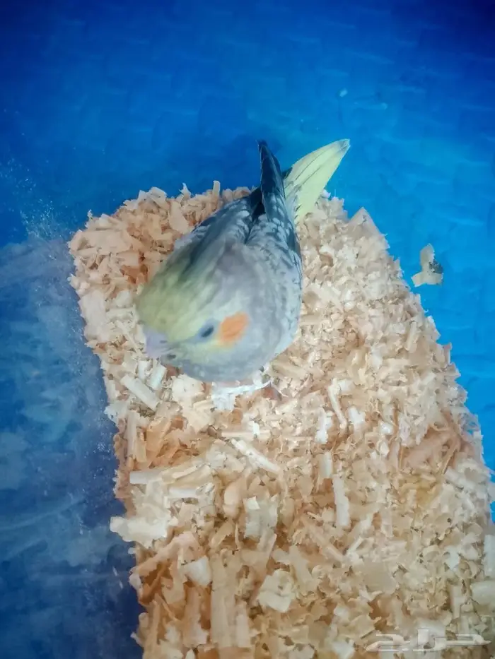 فرخ اليف ببغاء كروان 1