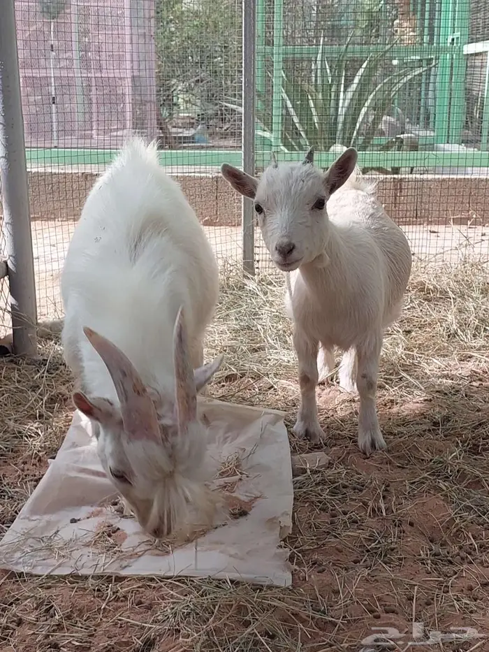 تيس و جفرة قزمي تشيكي بيور 7