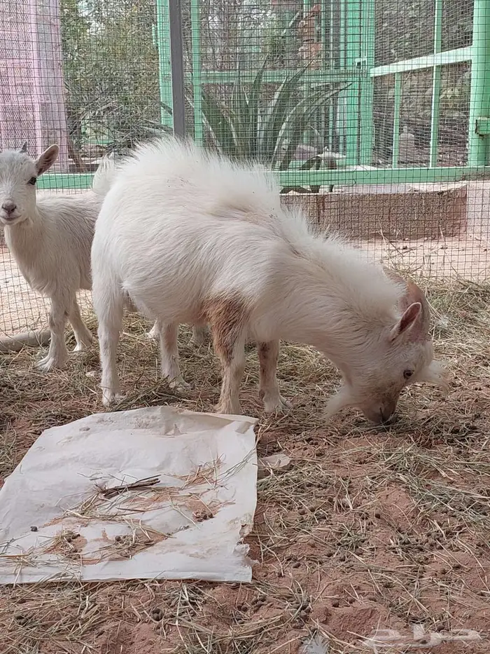 تيس و جفرة قزمي تشيكي بيور 6