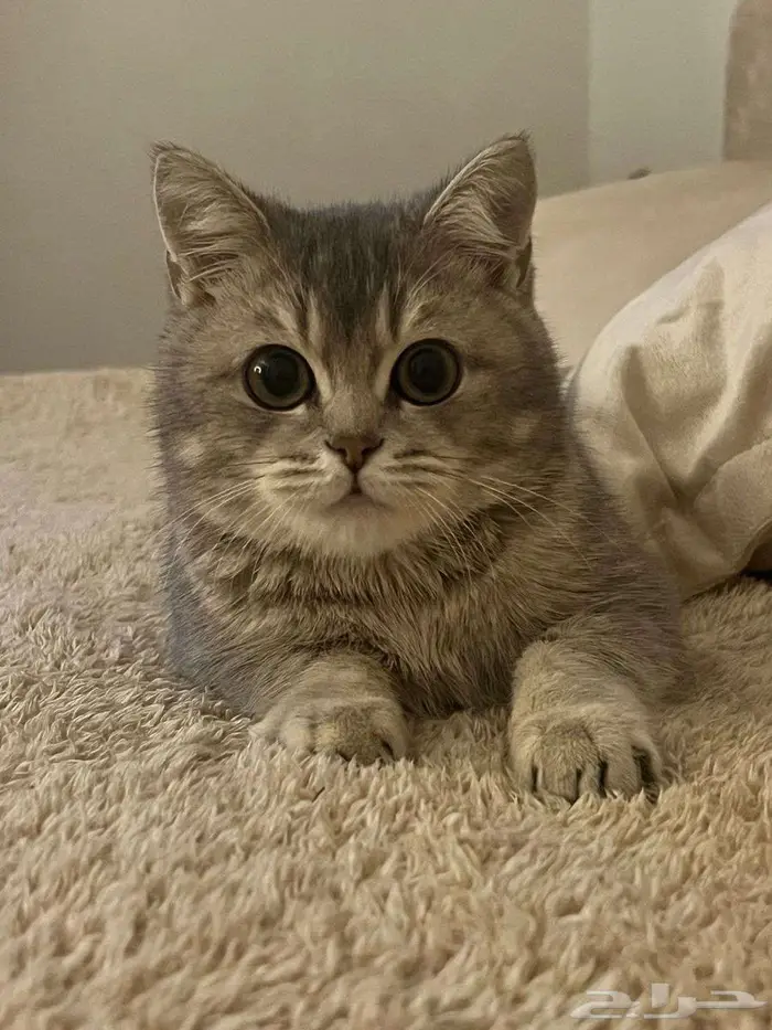 قطو سكواتش العمر شهرين 2