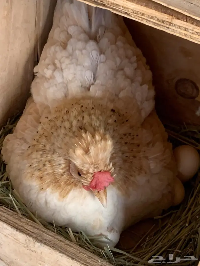 دجاج جبنيز بيور الاحساء 0