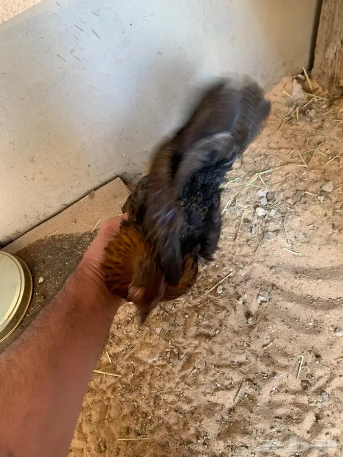 دجاج جبنيز بيور الاحساء 3