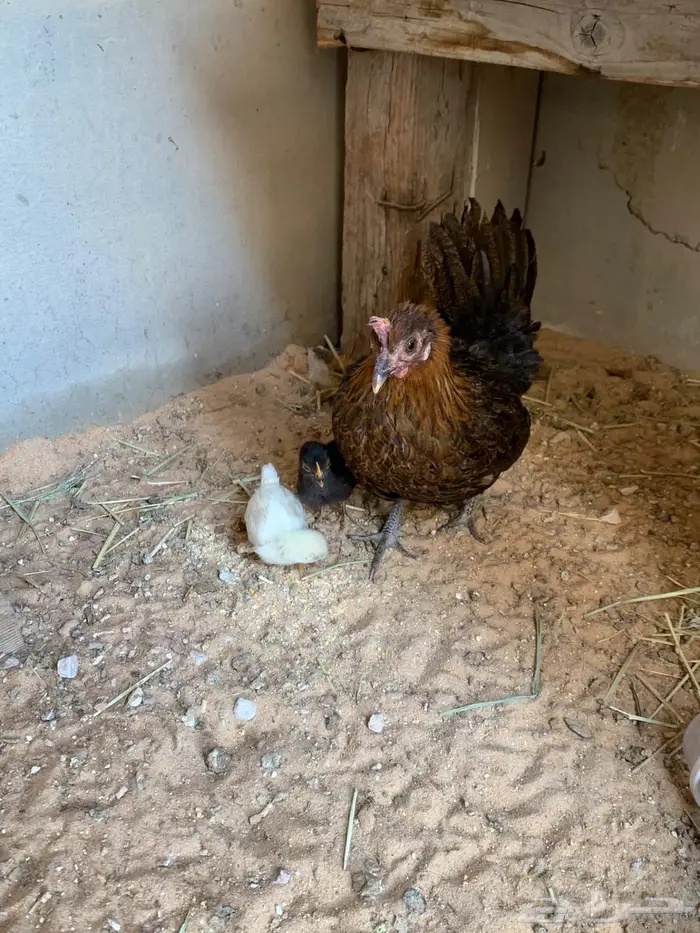 دجاج جبنيز بيور الاحساء 4