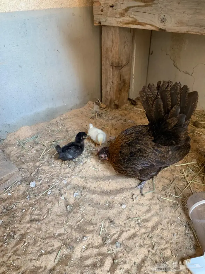 دجاج جبنيز بيور الاحساء 5