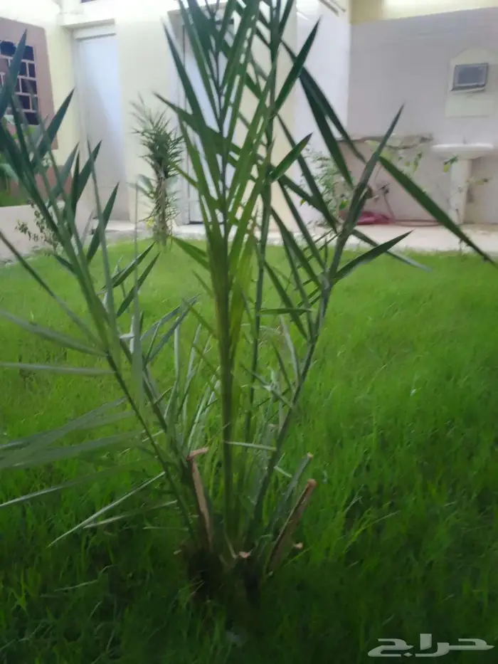 تنسيق الحدائق وشبكات الري 2