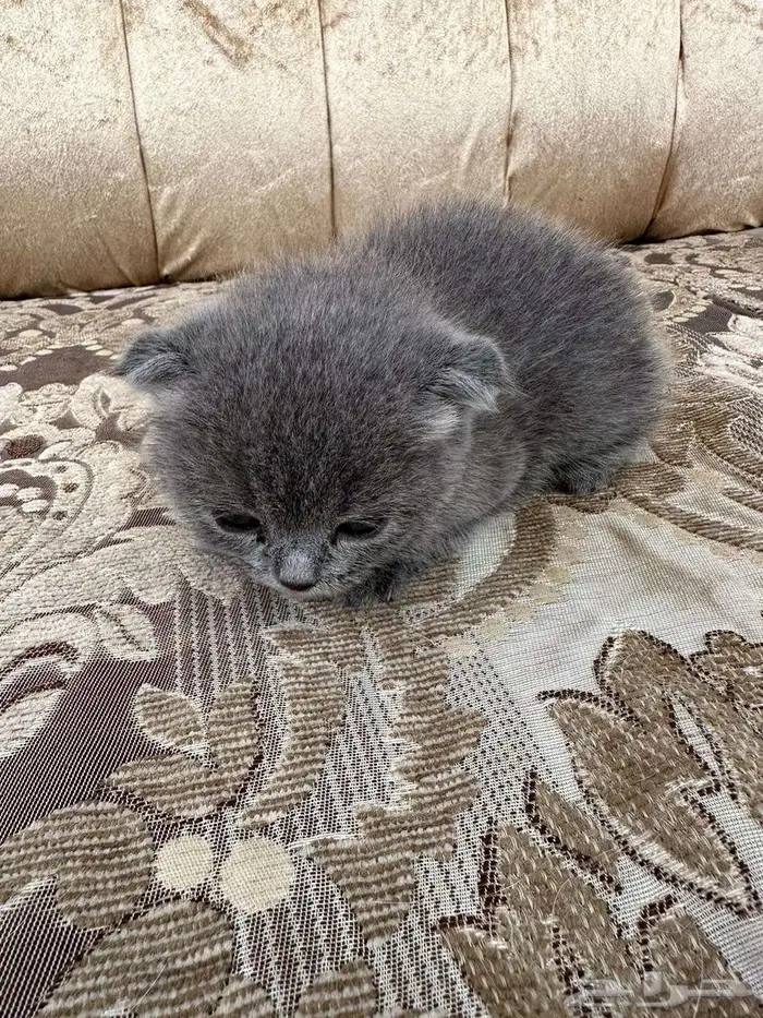 سكوتش فولد انثى 1