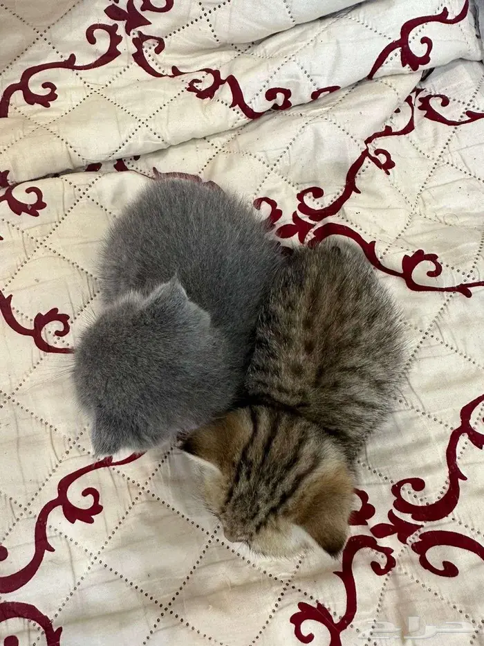 سكوتش فولد انثى 2