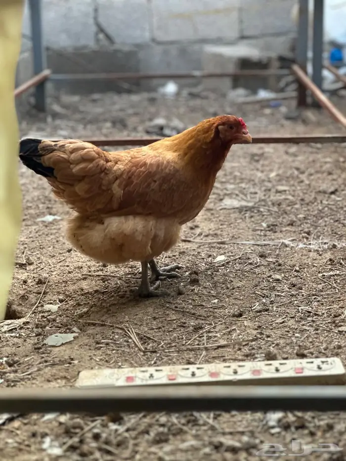 دجاج بيض اخضر نوادر - الباحة 0