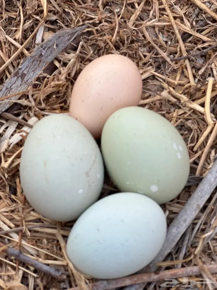 دجاج بيض اخضر نوادر - الباحة 3