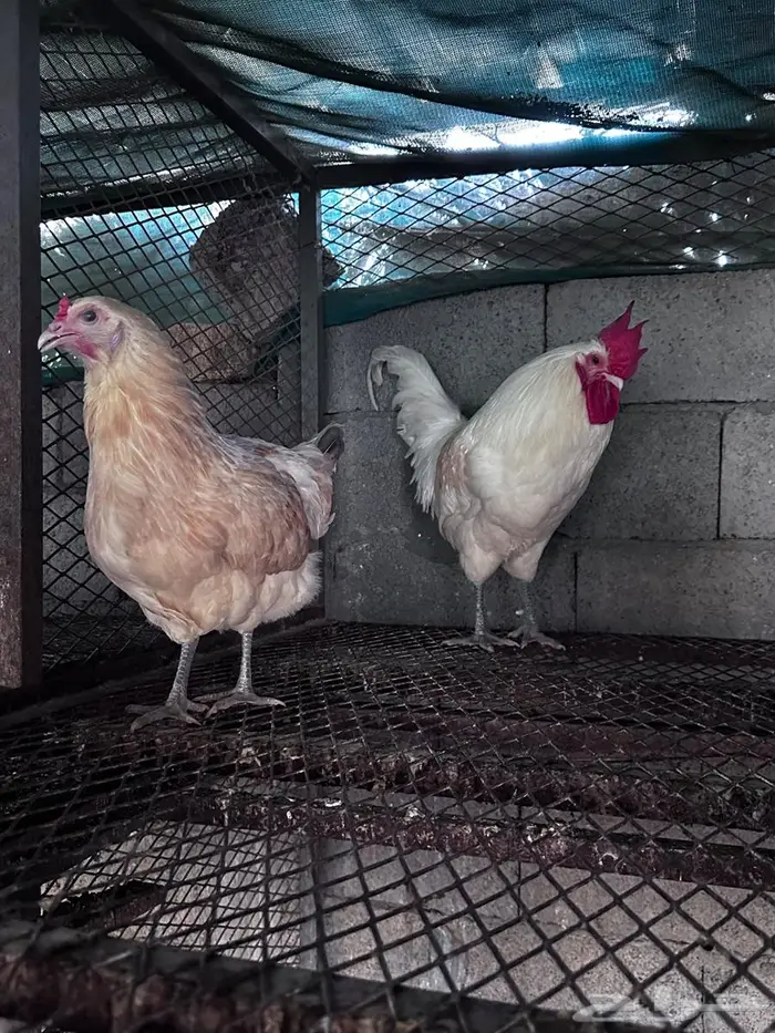 دجاج بيض اخضر نوادر - الباحة 2