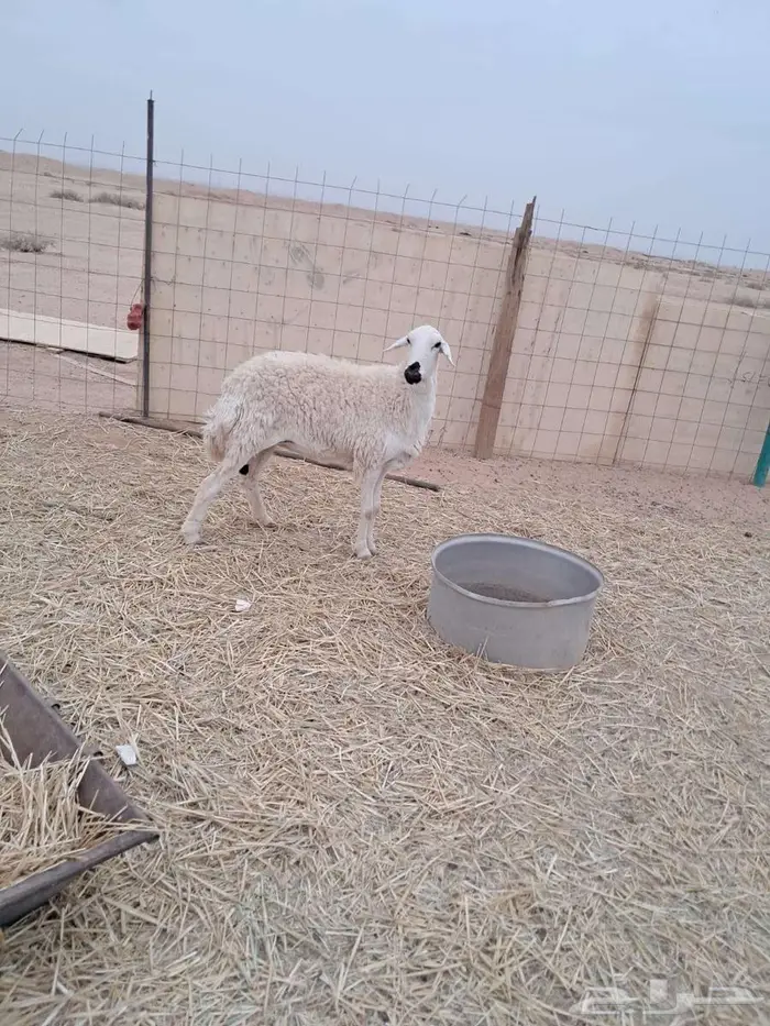 للبيع شاة حايل 1